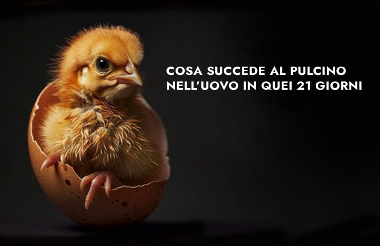 come-cresce-pulcino-uovo