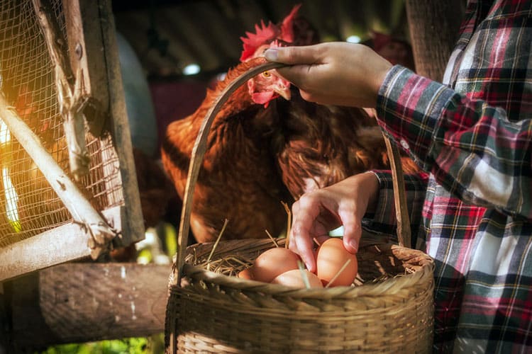 a woman gathering fresh eggs into basket at hen house in country