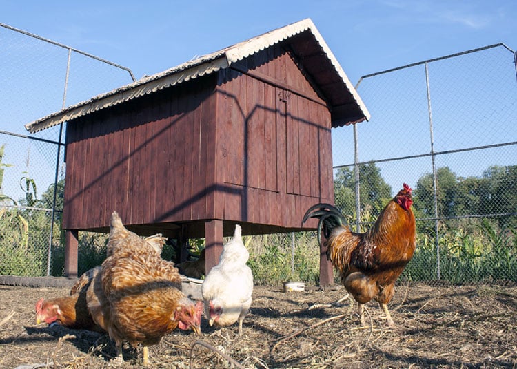 Some brown chickens and rooster in front of a wooden chicken hou