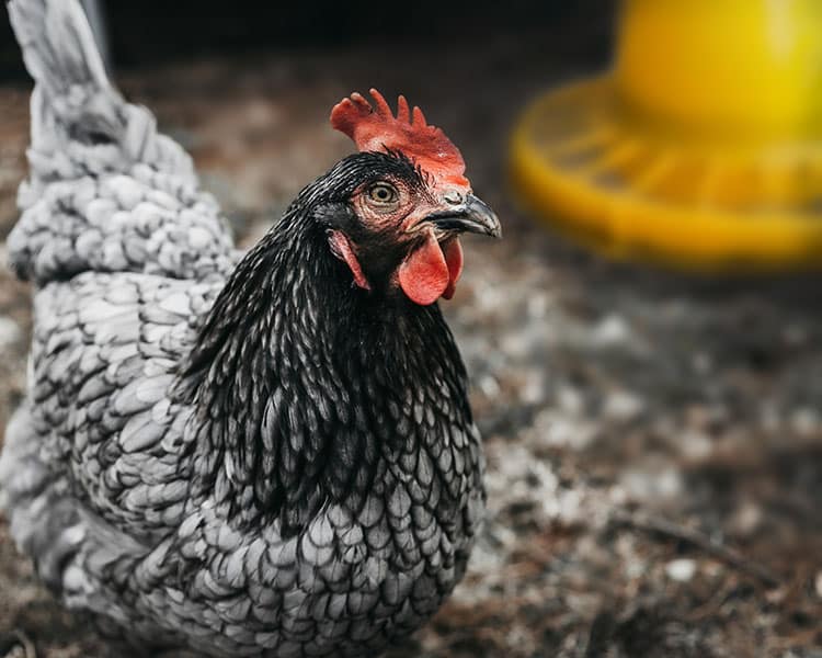 gallina e mangiatoia 3