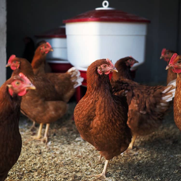 galline e abbeveratoio