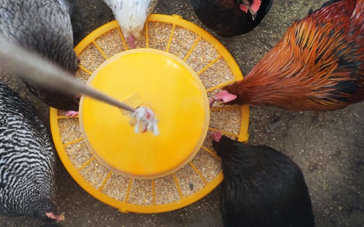 galline e mangiatoia 2
