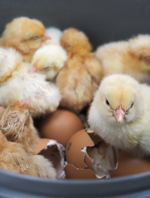 incubatrice-dig-16L-fan-2